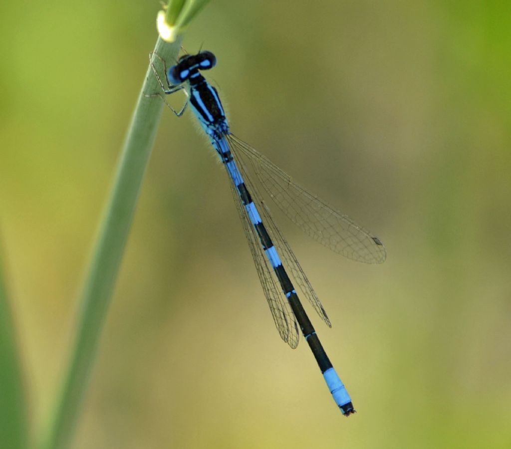 Coenagrionidae: Coenagrion scitulum?    S !